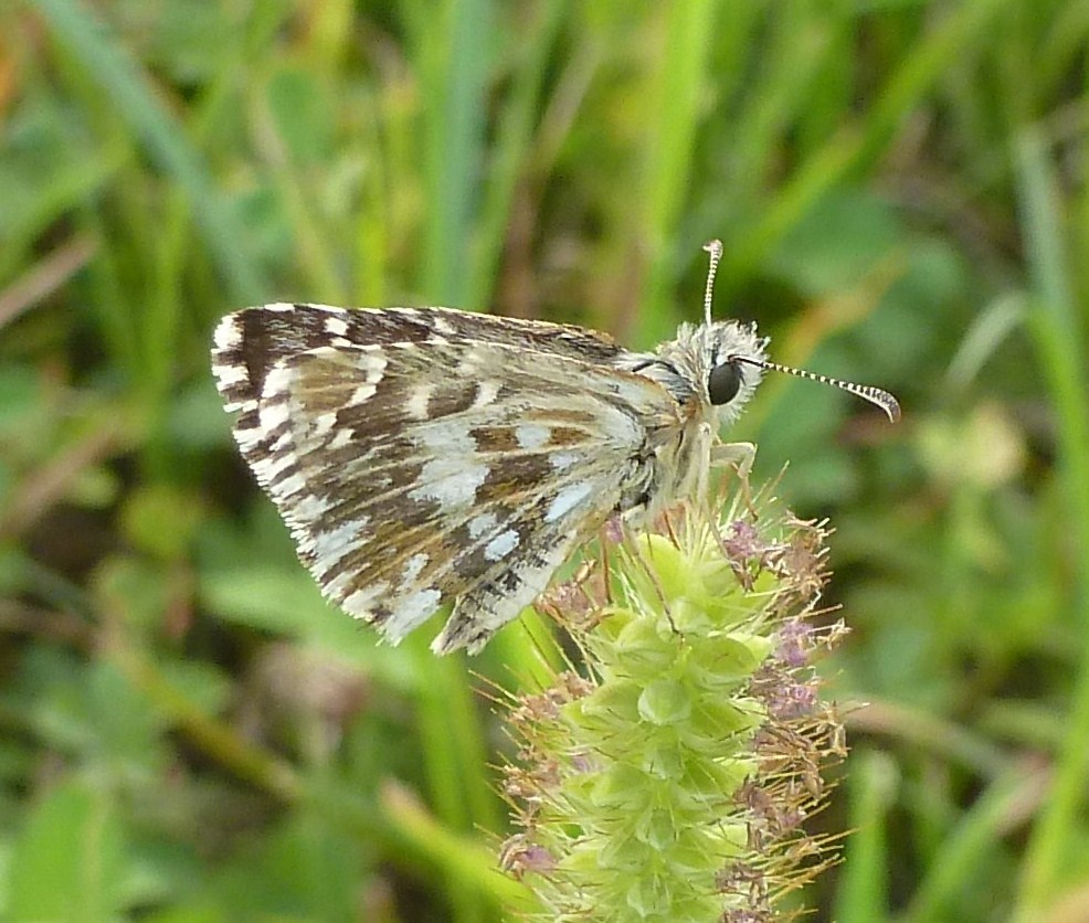 Pyrgus malvoides o Pyrgus armoricanus??